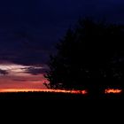 Tree Sunset