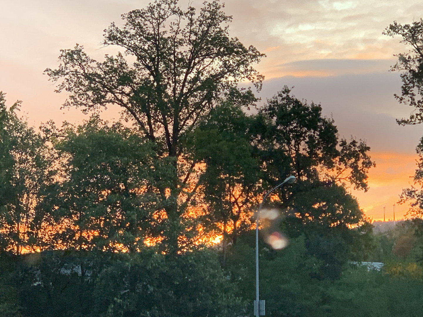 tree sunset