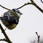 Tree Surfer