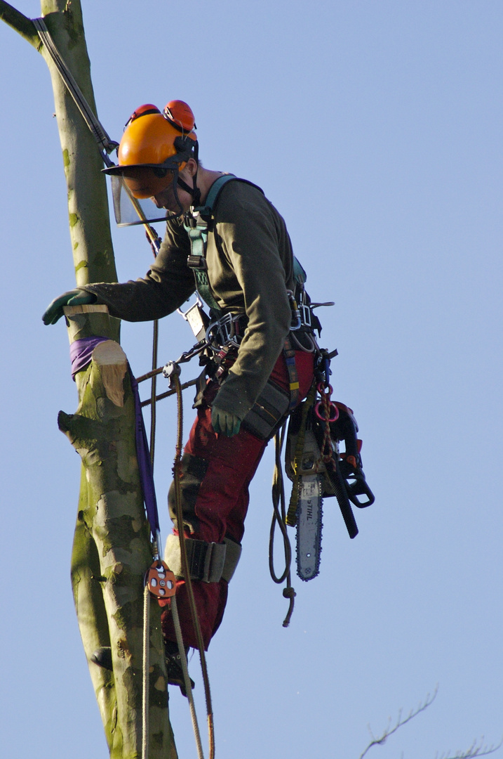 Tree Surgeon