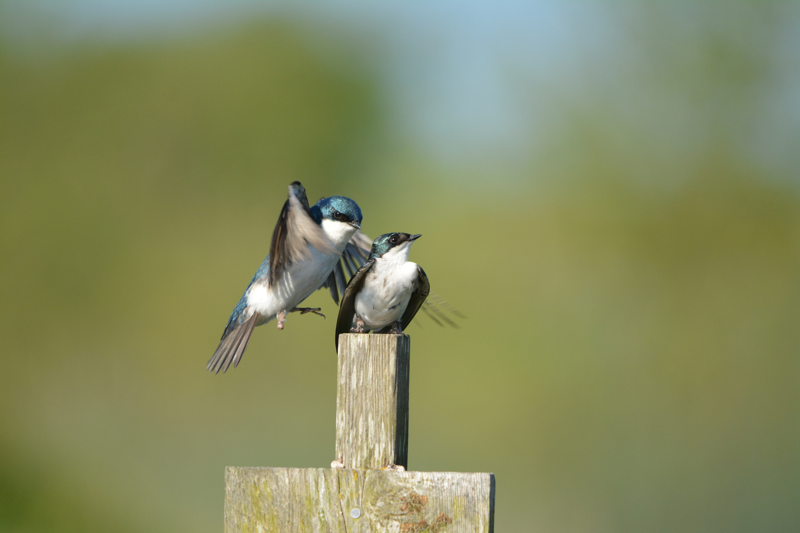 Tree Swallow II