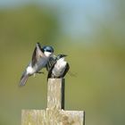 Tree Swallow II