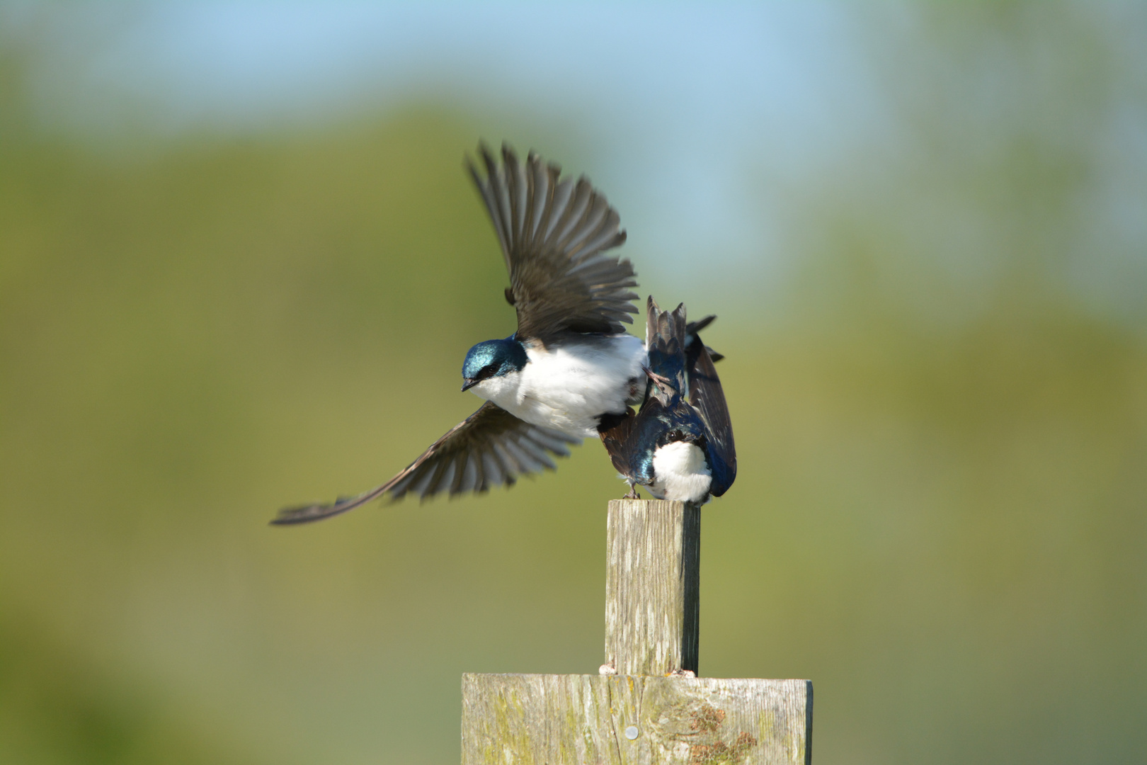 Tree Swallow III