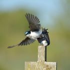 Tree Swallow III