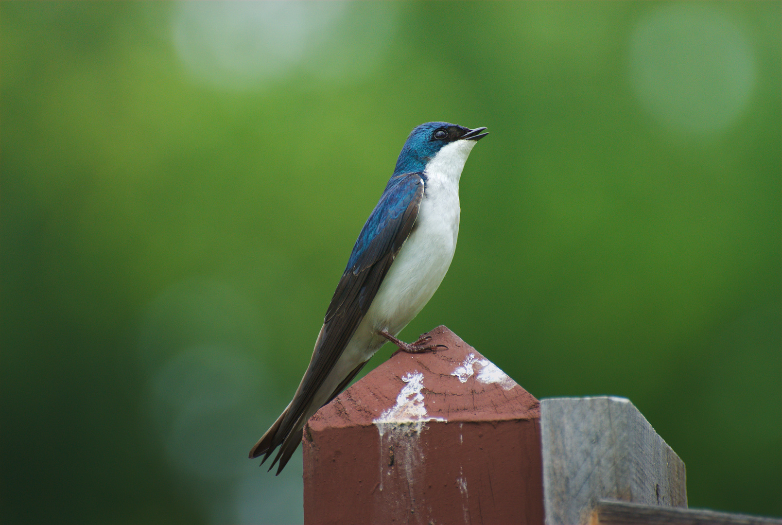 Tree Swallow near Susquehannock State Park