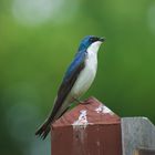 Tree Swallow near Susquehannock State Park