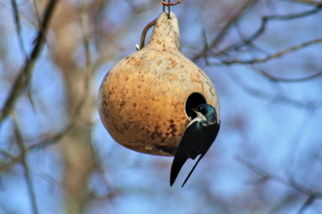 Tree swallows