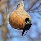 Tree swallows