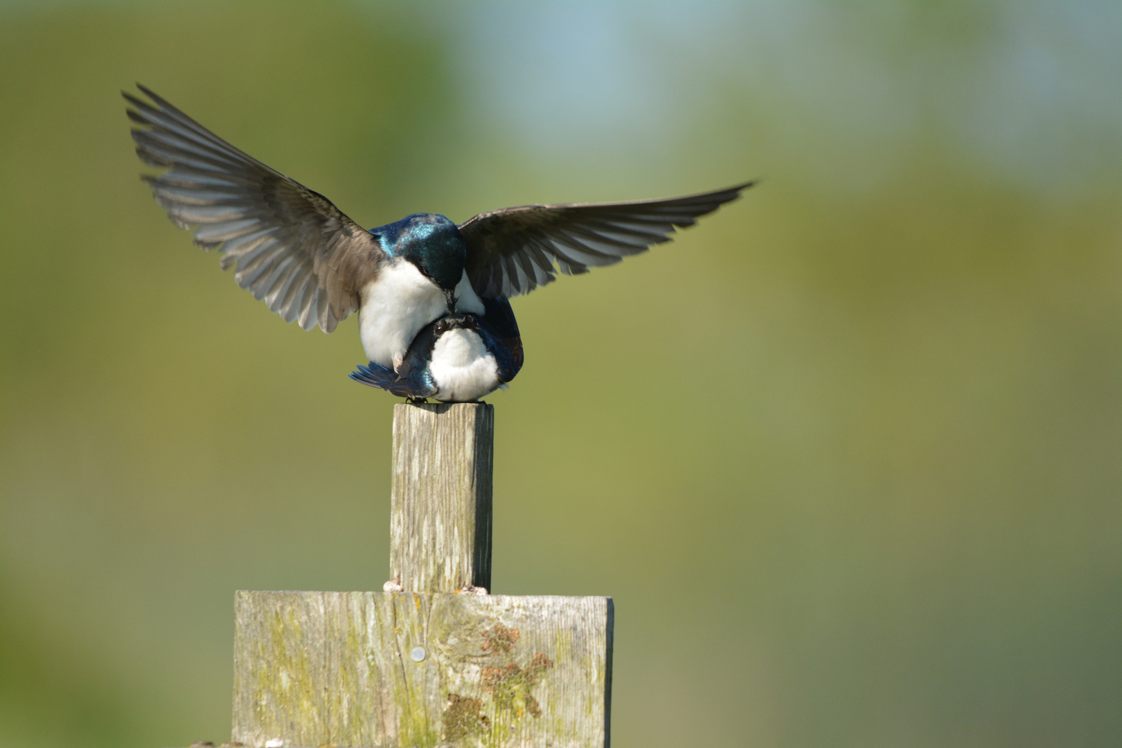 Tree Swallows I