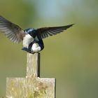 Tree Swallows I