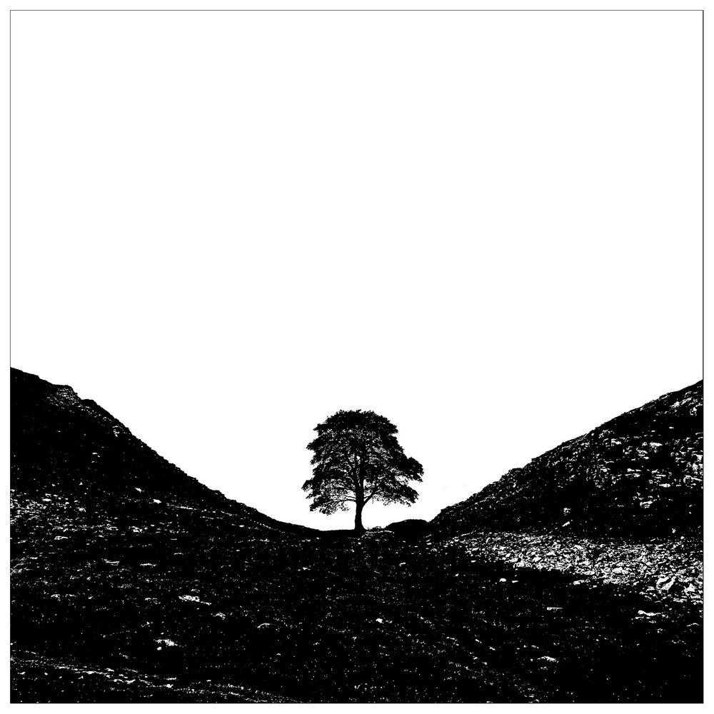 Tree - Sycamore Gap, Hadrians Wall