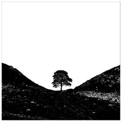 Tree - Sycamore Gap, Hadrians Wall