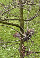 Tree-(table)-dance for a squirrel  --  Saint James Park, London