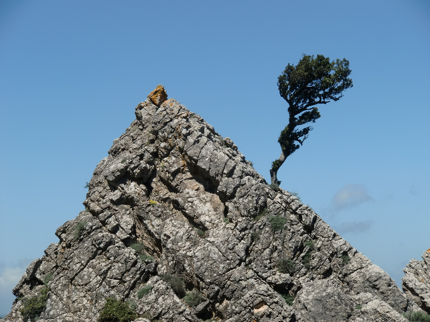 Tree Top