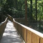 tree top walk