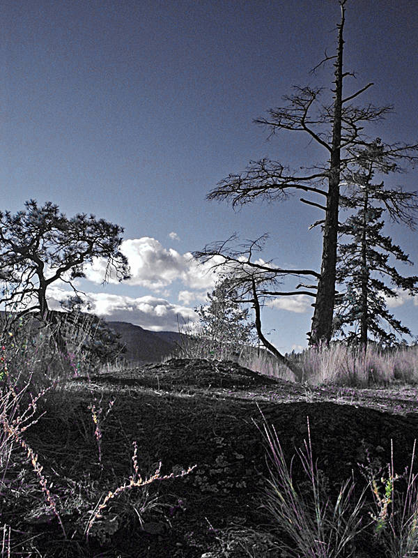 Tree Tops