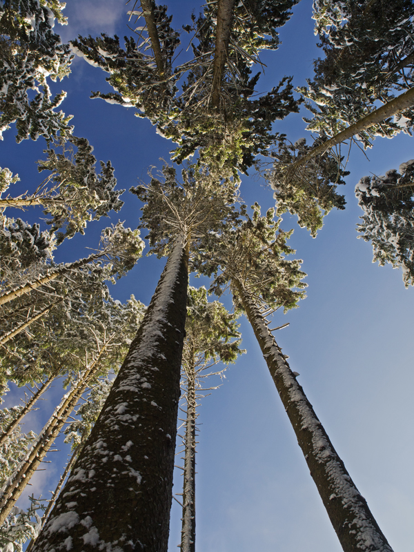 tree tops