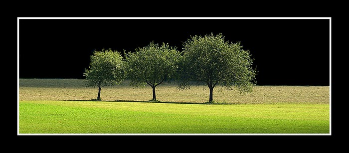 tree trio