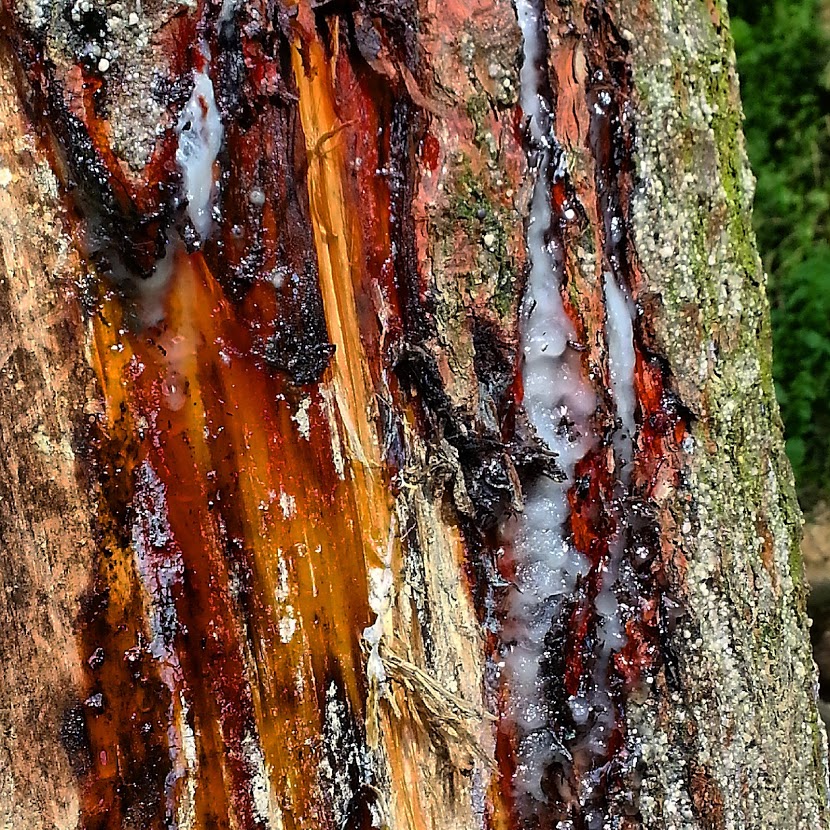 Tree Trunk