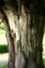 Tree Trunk - Baumstamm