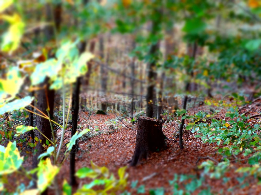 tree trunk in focus