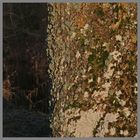 tree trunk near thropton 3Ab