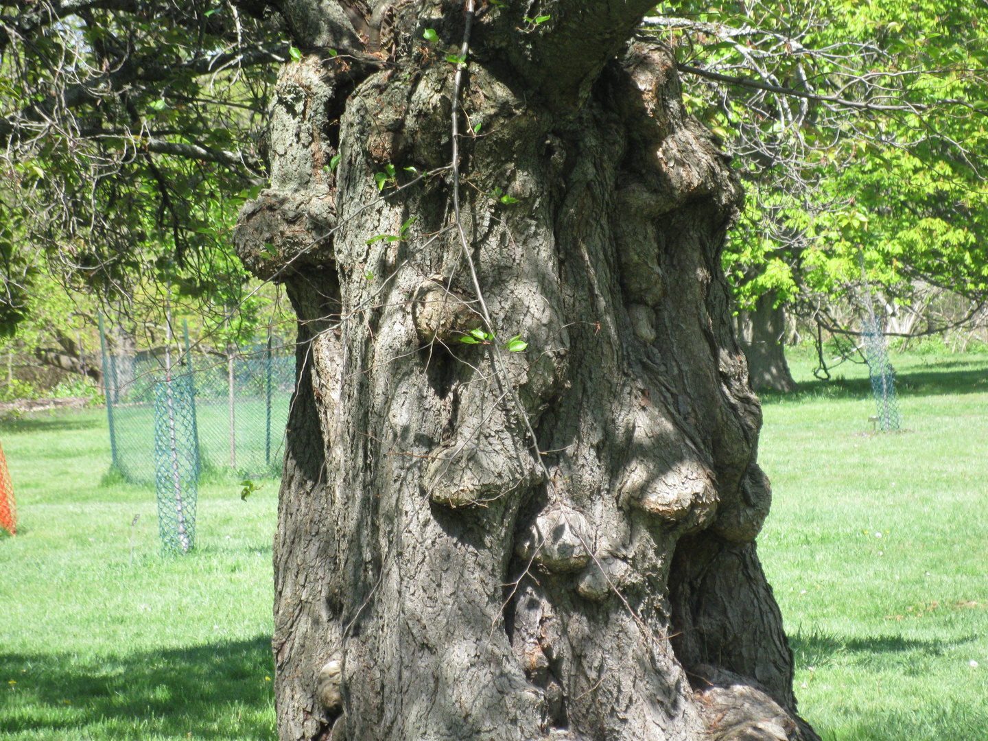 tree trunk with Mumps