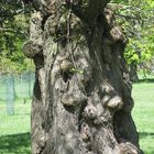 tree trunk with Mumps