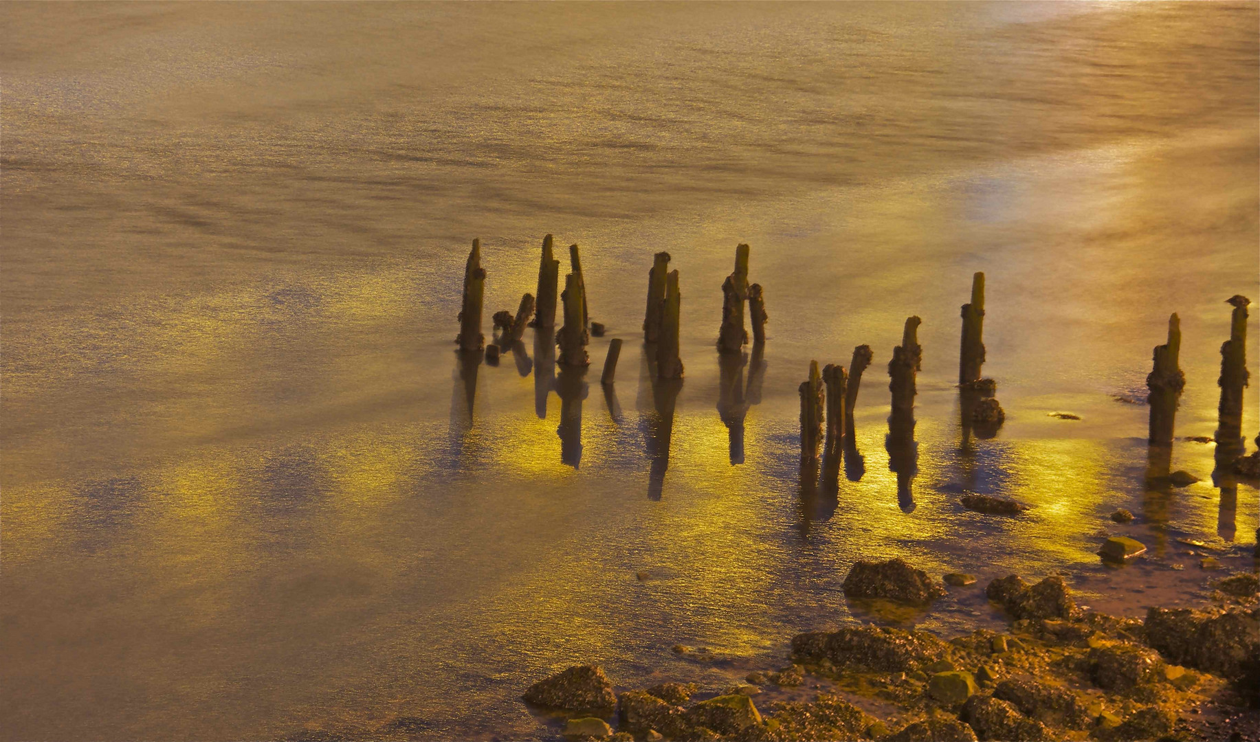 Tree trunks buried in the mud