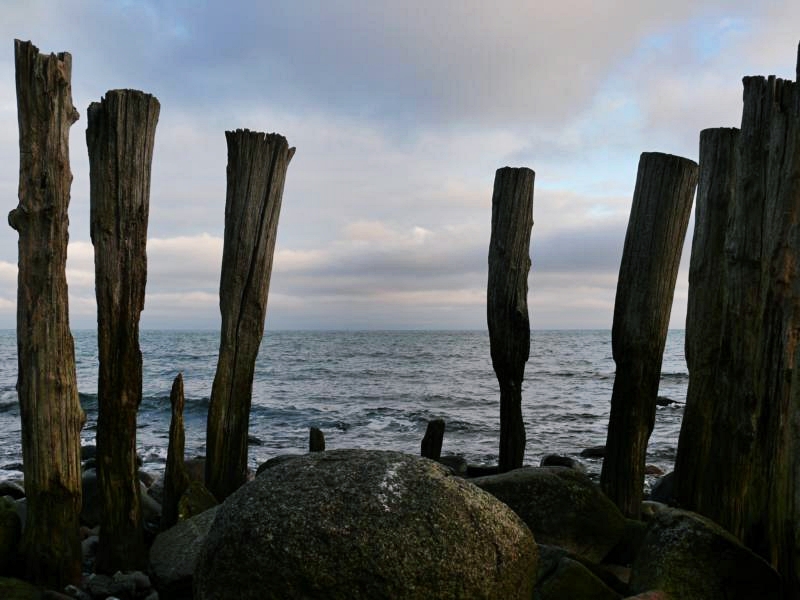 tree trunks-henge ;)