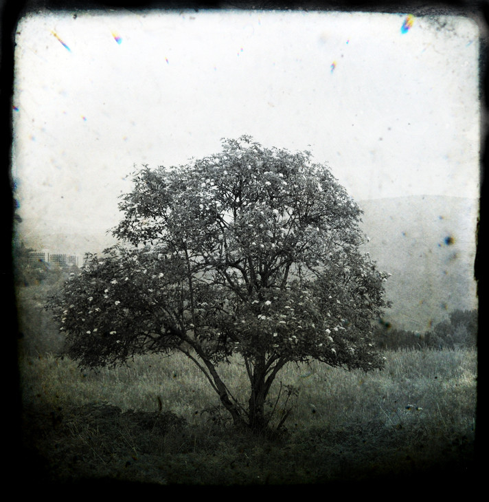 Tree Ttv