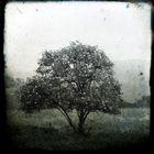 Tree Ttv