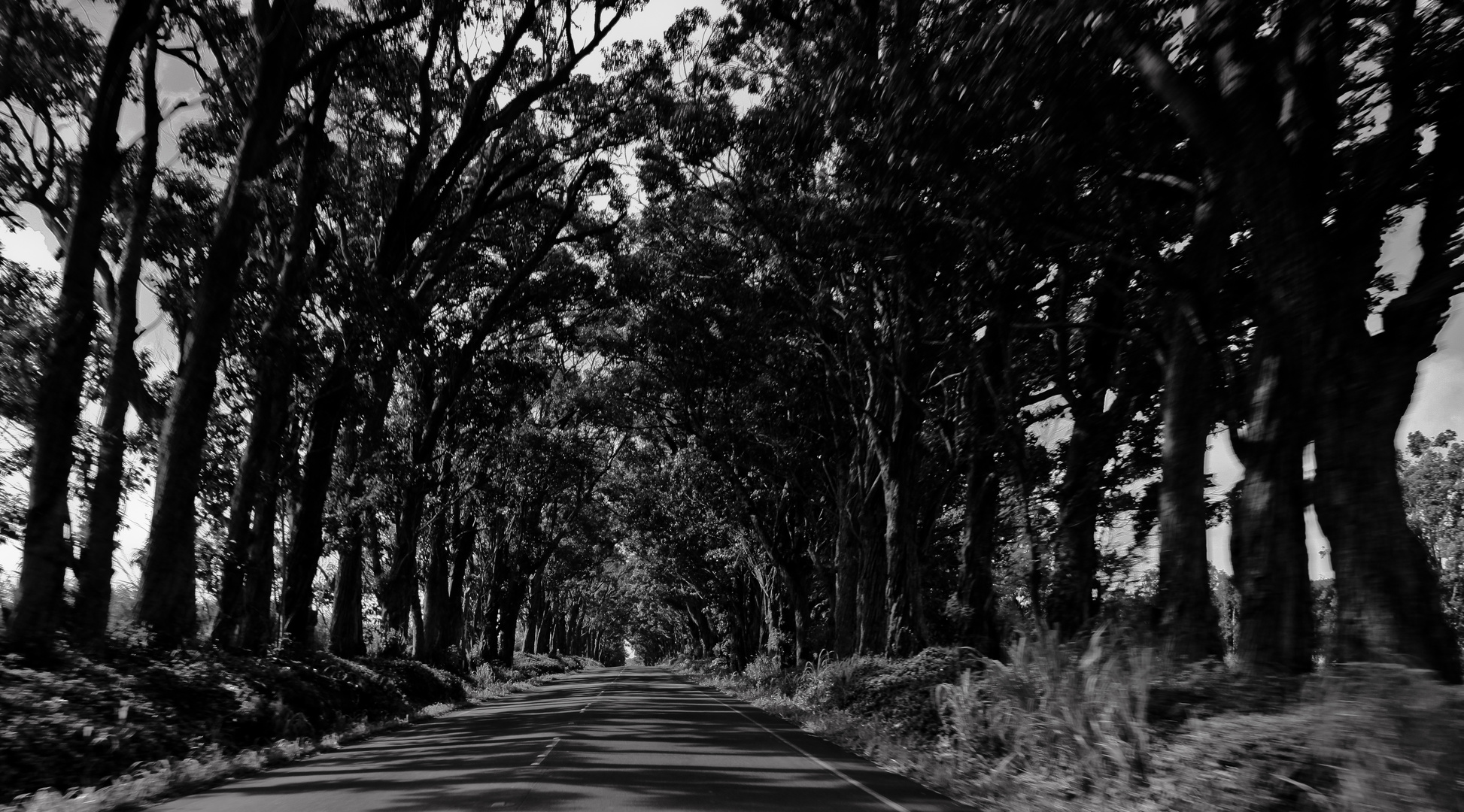 Tree-Tunnel