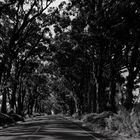 Tree-Tunnel