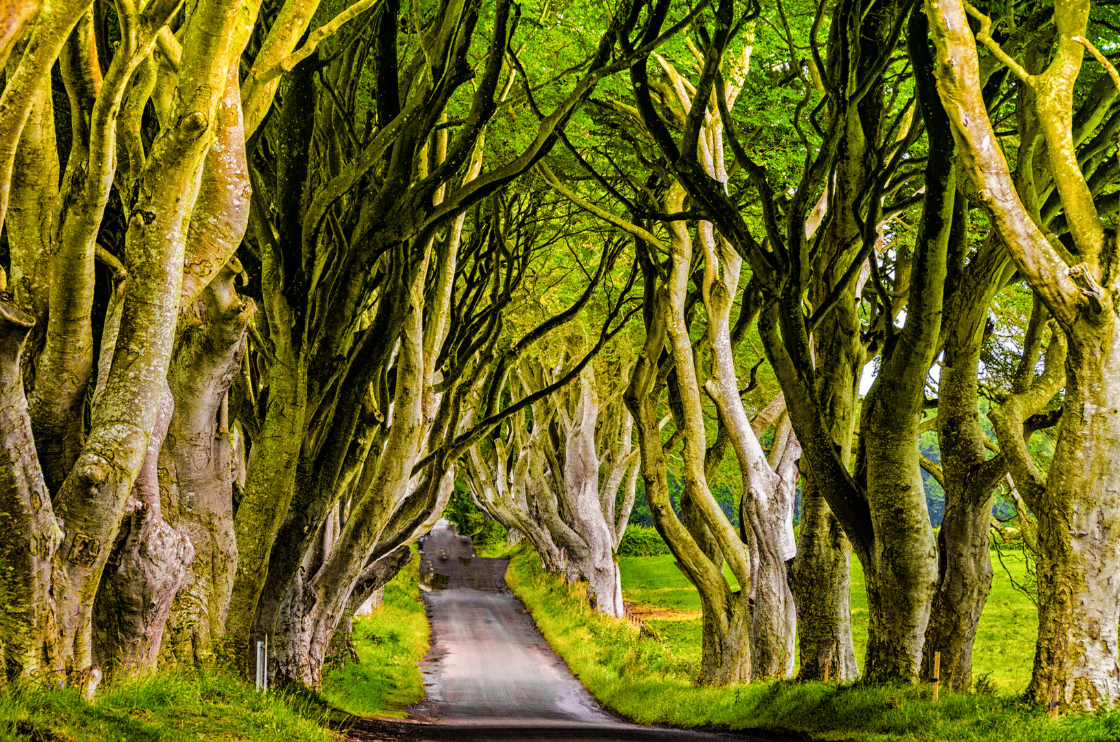 Tree Tunnel