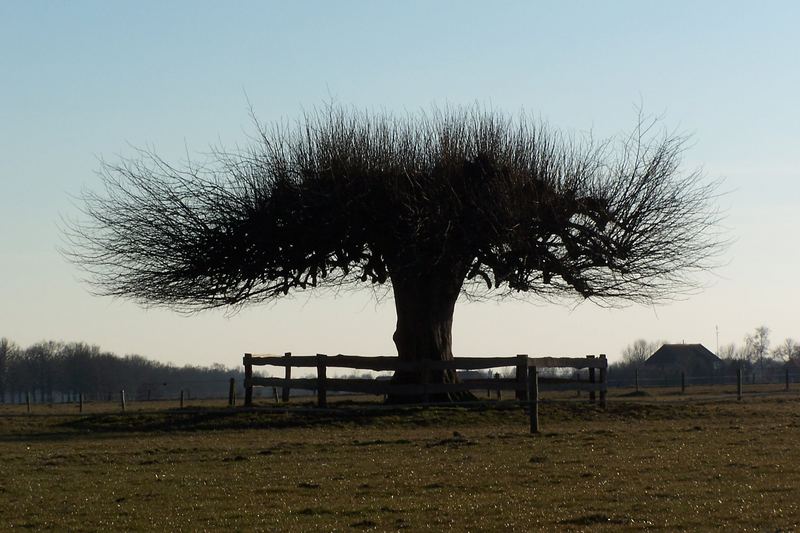 tree upside down