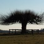 tree upside down