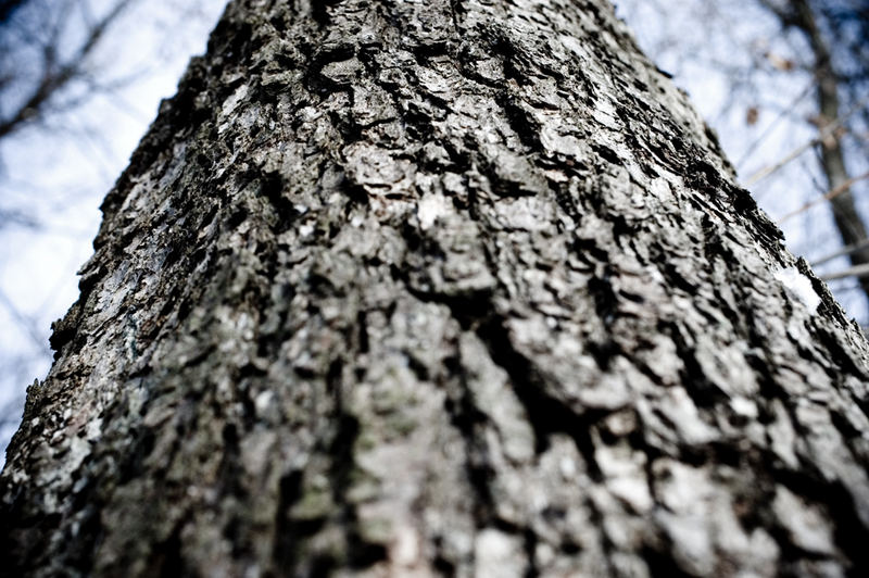 tree upwards