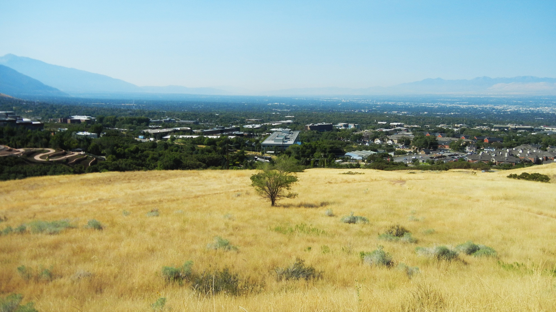 tree vs city vs mountains