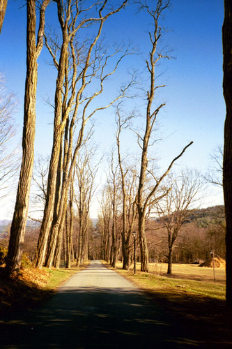 Tree Walk