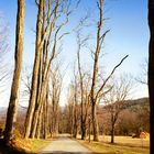 Tree Walk