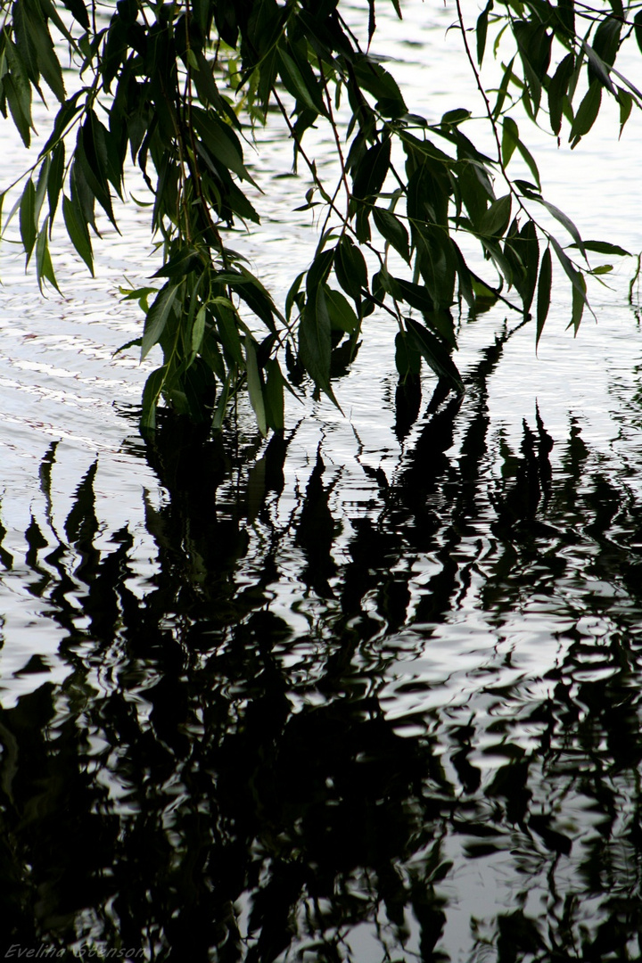 tree & water