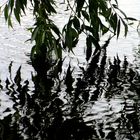 tree & water