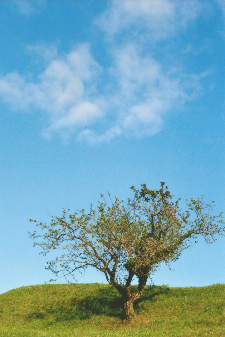 tree with a cloud on blue sky