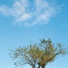tree with a cloud on blue sky