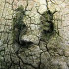 tree with a face