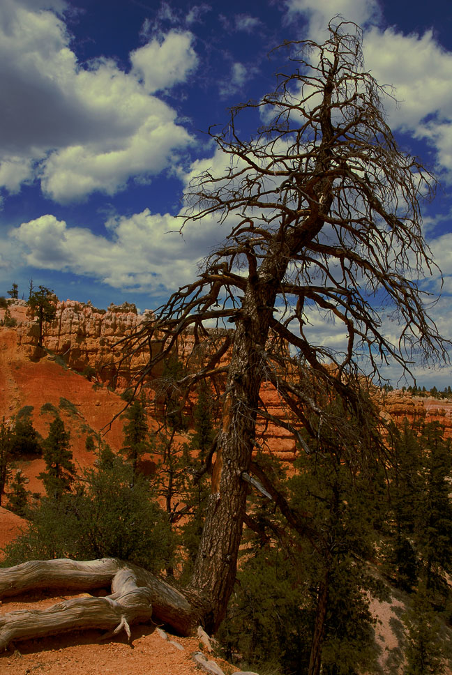 Tree with a View