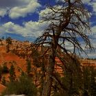 Tree with a View