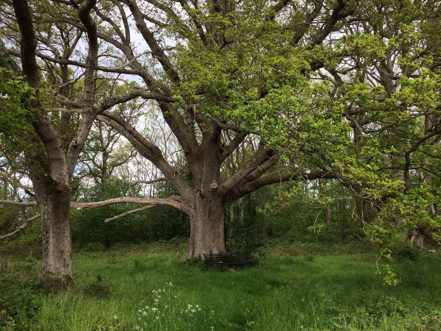 Tree with bench