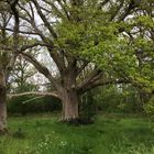 Tree with bench